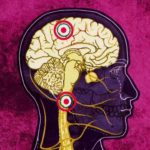 Drugs brain